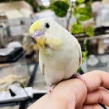 レモネードみたいな子！セキセイインコ(クリーム)