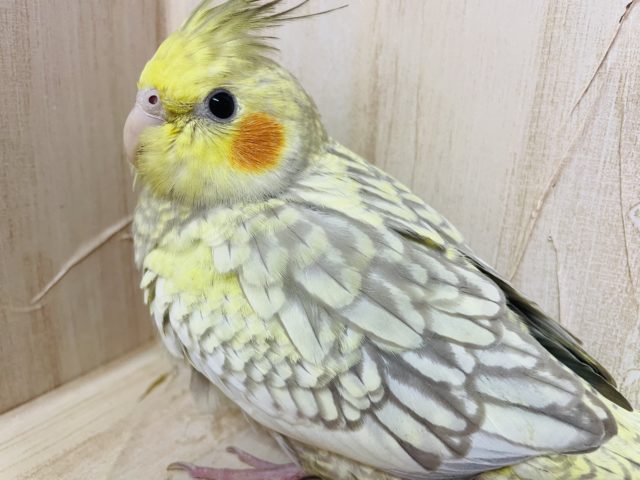 〜オカメ祭り〜　シナモンパールパイド　オカメインコ　