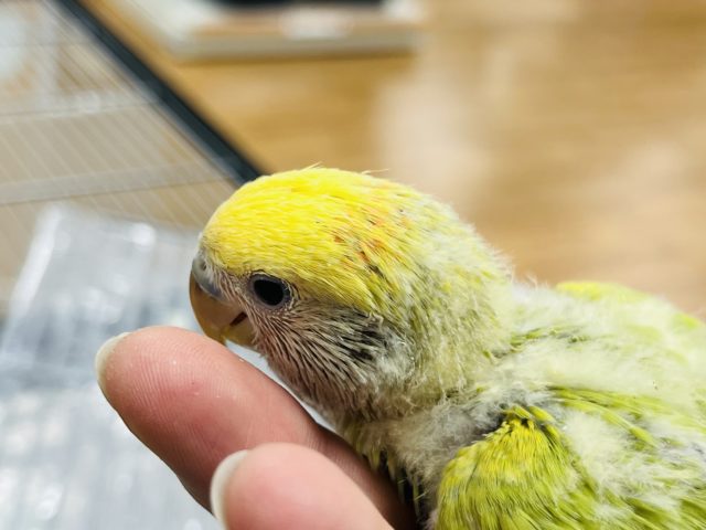 コザクラインコ（小桜インコ）