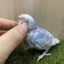 これぞまさに爽やかセキセイ！！ セキセイインコ スパングル