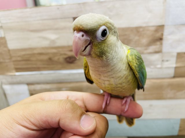 ホオミドリウロコインコ