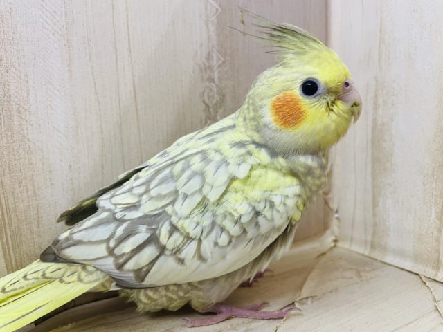 オカメインコ