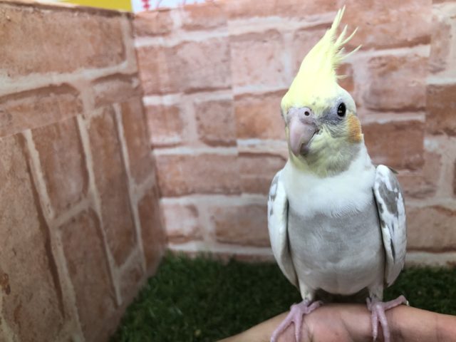 ちょっち怖がりです・・・　オカメインコ　シナモンパイド　R4 7/16撮影