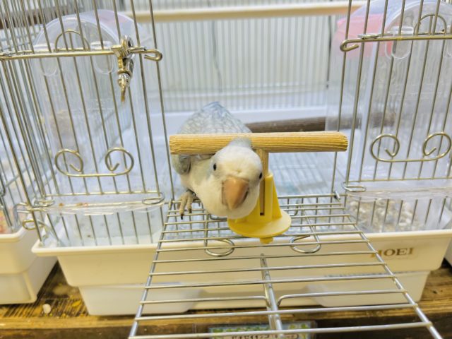 オキナインコ