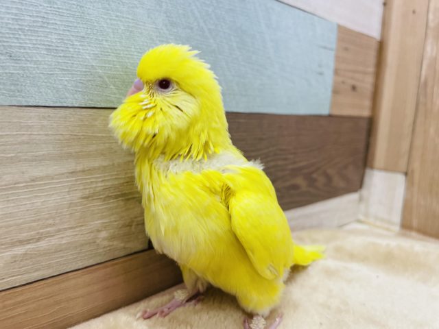 ジャンボセキセイインコ