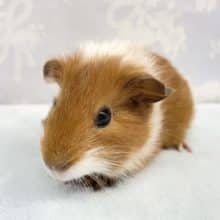 プイプイ❤️短毛モルモット(白茶)男の子　2022年7月生まれ