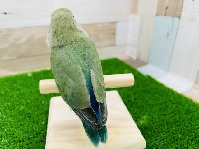 コザクラインコ（小桜インコ）