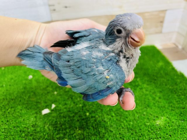 オキナインコ