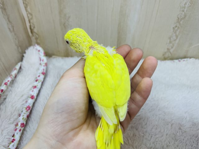 セキセイインコ