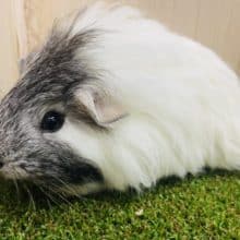 白×グレーのプイプイモルちゃん！　ペルビアンモルモット