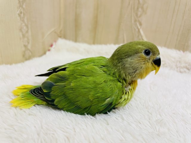 コザクラインコ（小桜インコ）