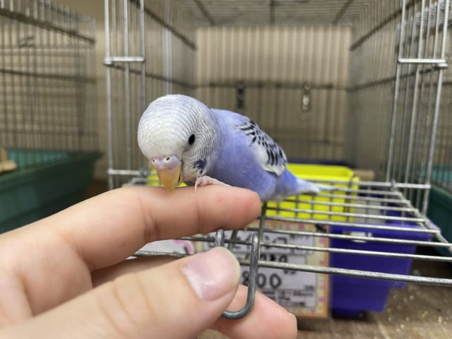 セキセイインコ