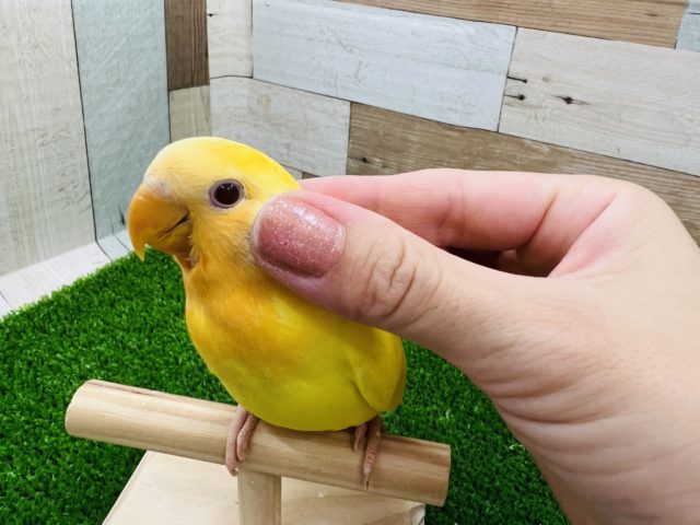 コザクラインコ（小桜インコ）