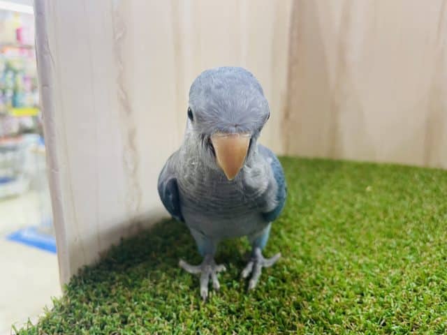 オキナインコ