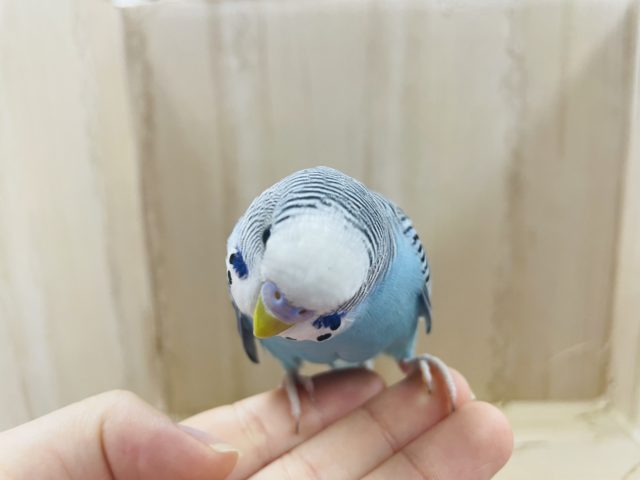 ジャンボセキセイインコ