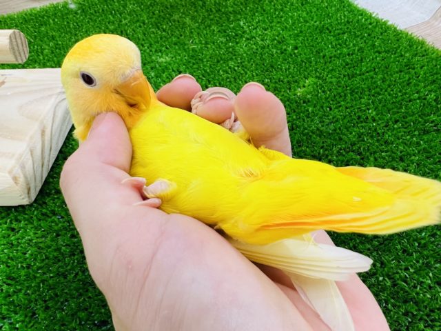 コザクラインコ（小桜インコ）