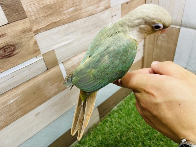 ホオミドリウロコインコ