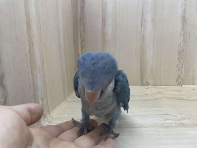 オキナインコ