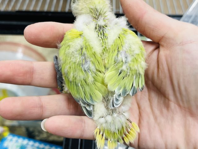 コザクラインコ（小桜インコ）