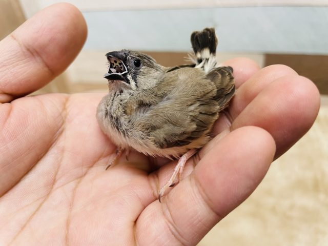 錦花鳥（キンカチョウ）