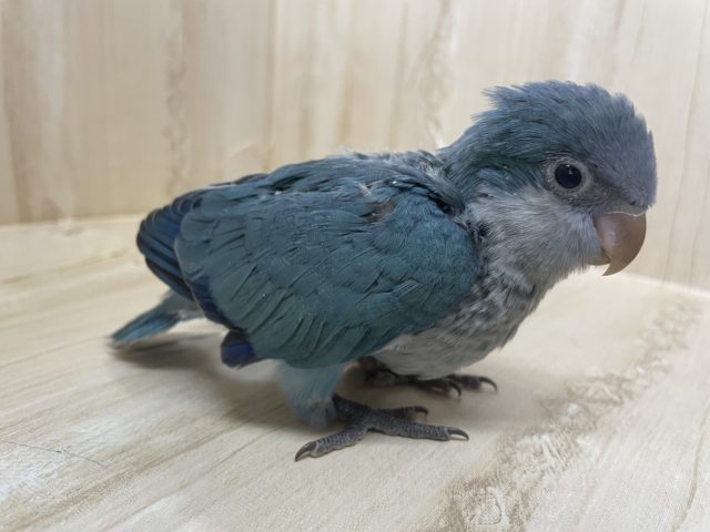 オキナインコ