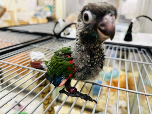 アオシンジュウロコインコ　