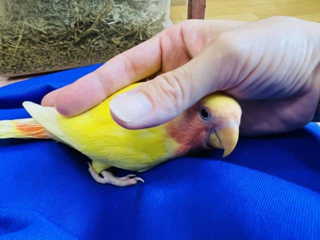 コザクラインコ（小桜インコ）