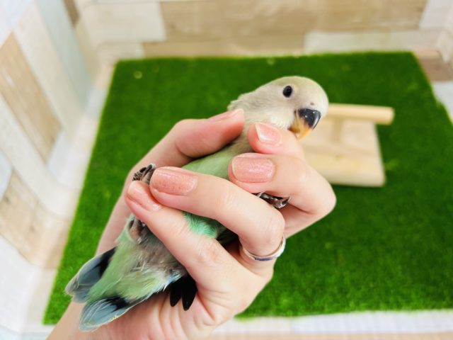 コザクラインコ（小桜インコ）