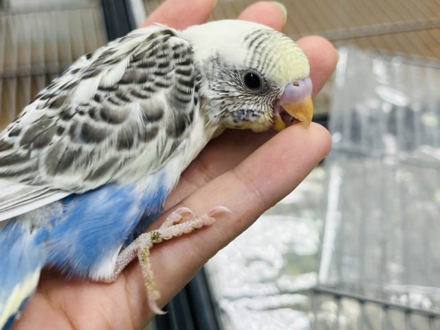 セキセイインコ