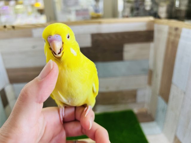 ジャンボセキセイインコ