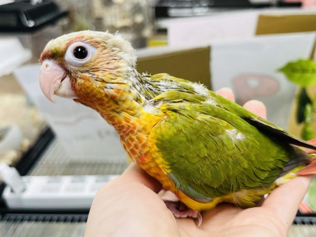 ホオミドリウロコインコ