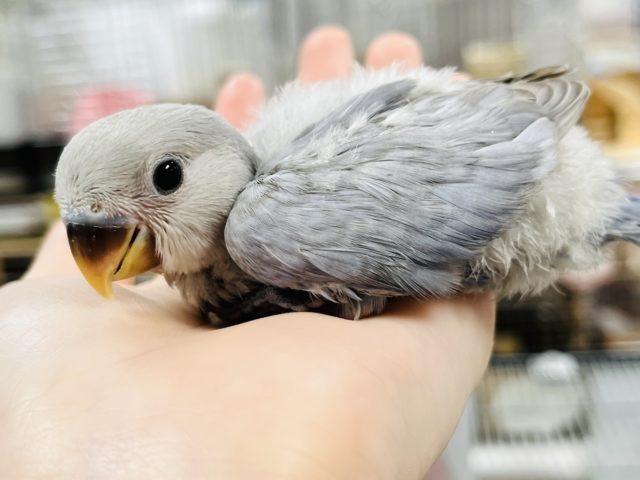 コザクラインコ（小桜インコ）