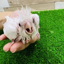 純白なピュアホワイト♡オカメインコ