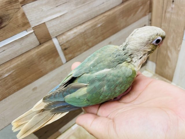 ホオミドリウロコインコ