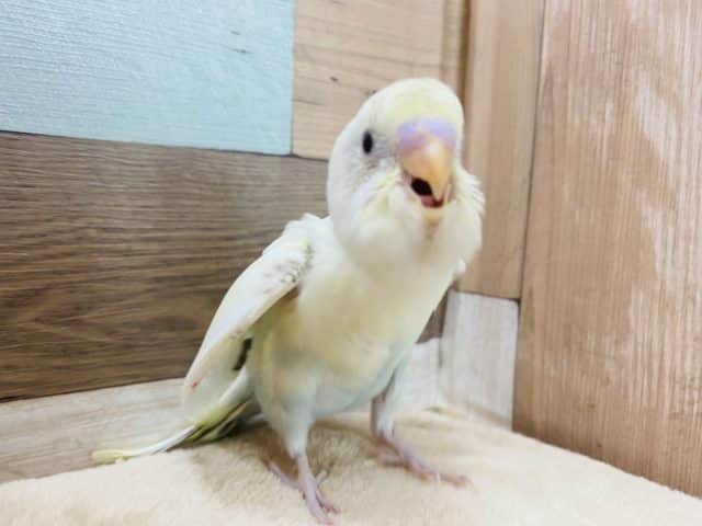 セキセイインコ