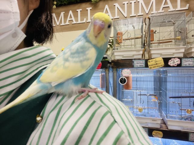 セキセイインコ