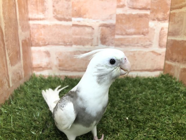 オカメインコ