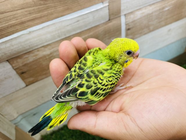 セキセイインコ