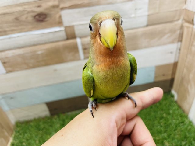 コザクラインコ（小桜インコ）