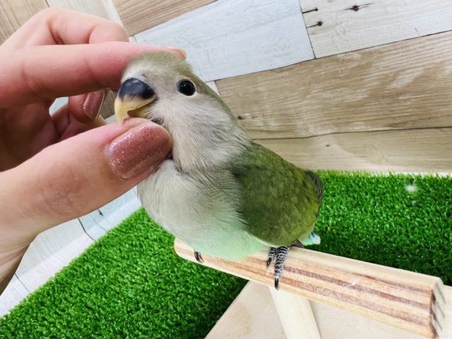 うっすら顔のノーマル小桜インコ♡