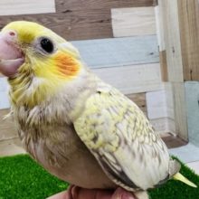 優顔なシナモンパール☆オカメインコ