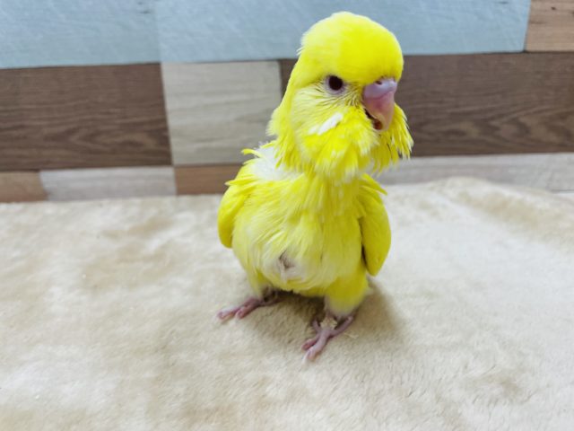 ジャンボセキセイインコ