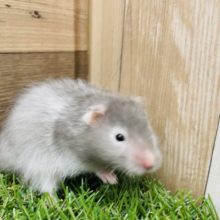 これからの成長が楽しみです♪セーブルハムスターのバンデットタイプ！