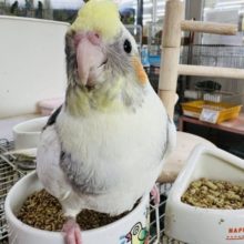 ガングロ〜♪手乗りのパイドのオカメインコ