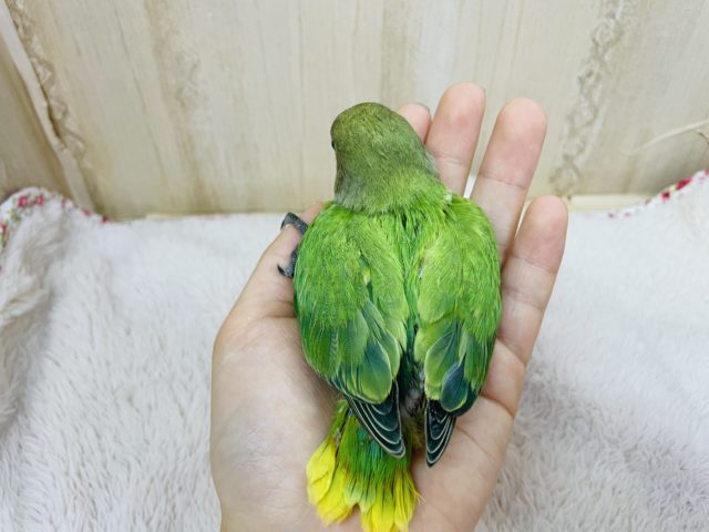 コザクラインコ（小桜インコ）