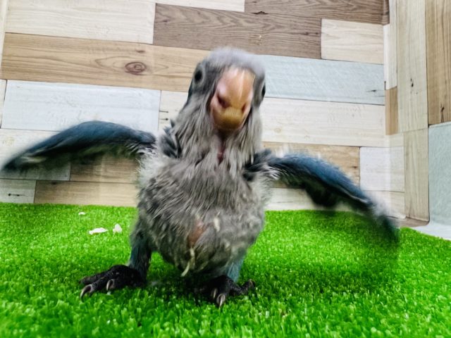 オキナインコ