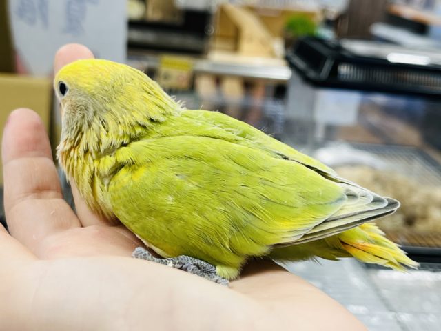 コザクラインコ（小桜インコ）