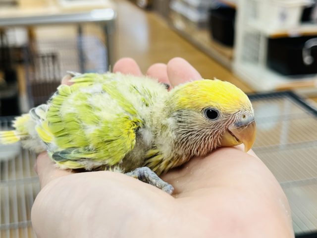 コザクラインコ（小桜インコ）