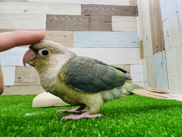 ホオミドリウロコインコ