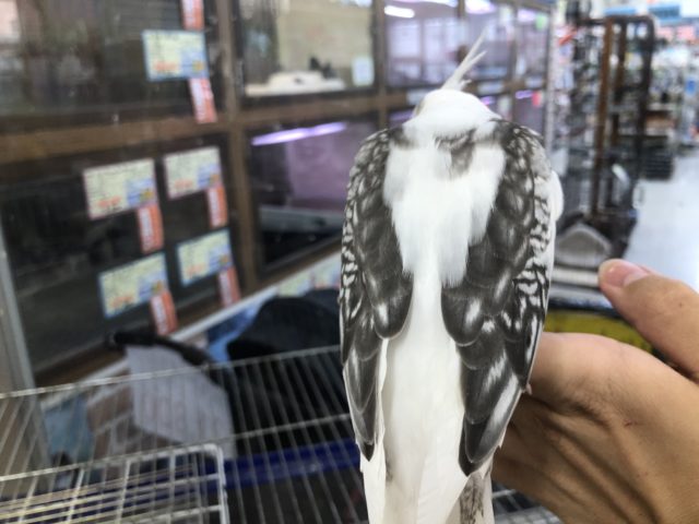 オカメインコ